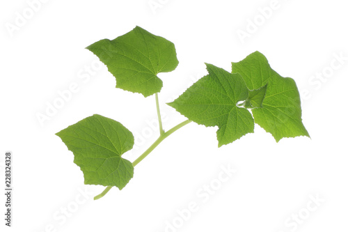 brunch of cucumber with leaves isolated on white