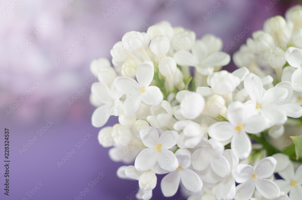 Lilac flowers. Purple and white spring flowers . Beautiful floral background. Lilac flowers. Purple and white spring flowers . Beautiful floral background.