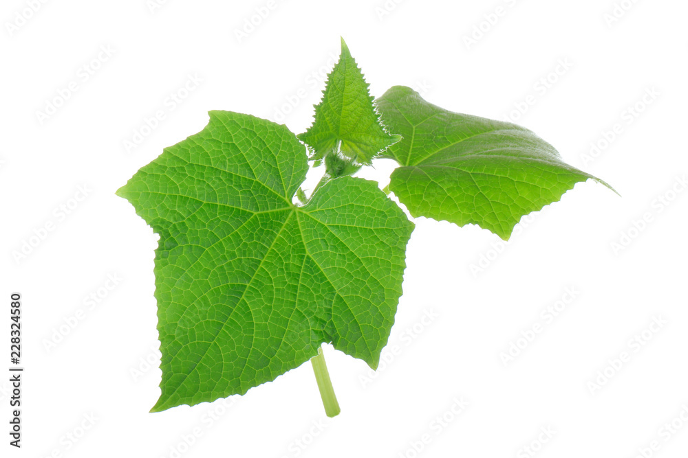 green fresh leaves of cucumber isolated green fresh leaves of cucumber isolated