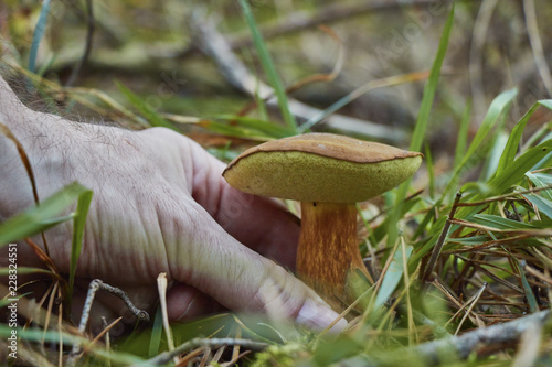 Closeup of a hand picking a beautiful brown pine boletus mushroom.