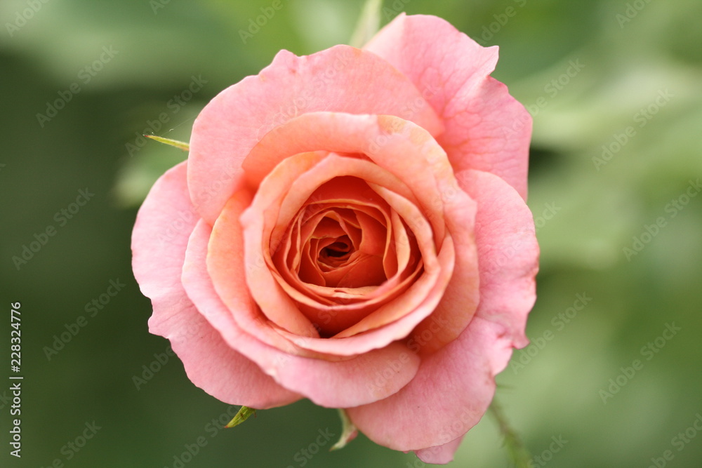 pink rose in garden