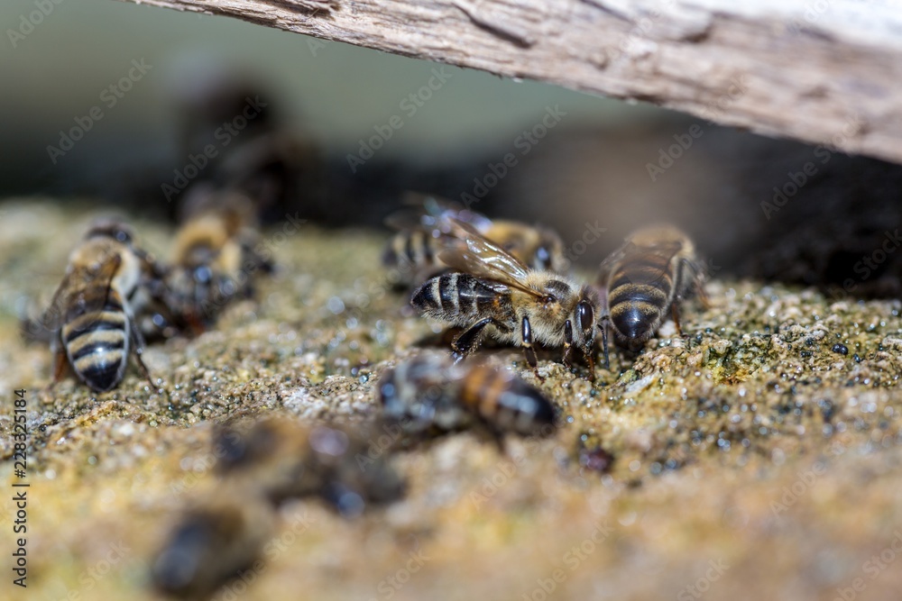 Obraz premium Bees In Beehive