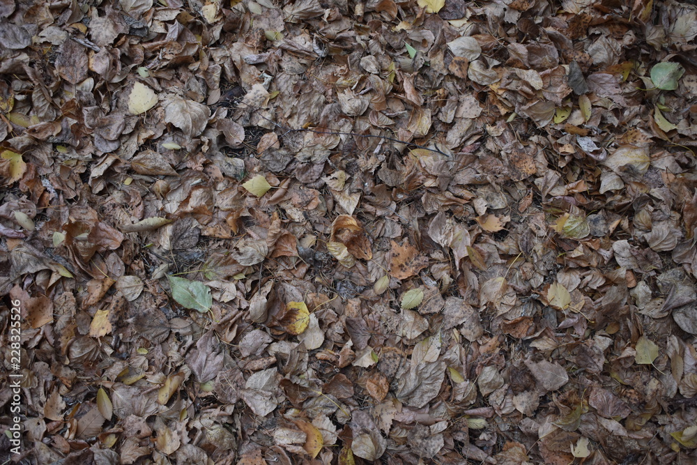 bronze leaf fall