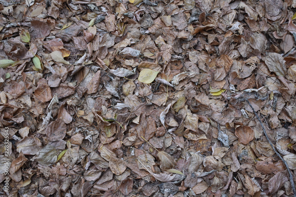 bronze leaf fall bronze leaf fall
