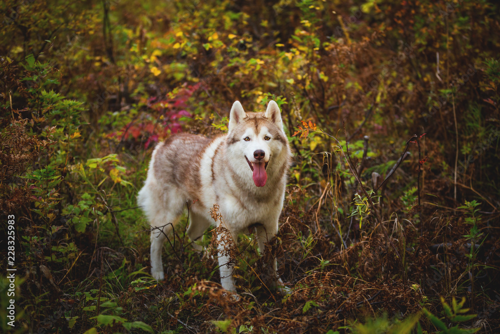 Portrait of adorable Siberian Husky dog standing in the bright mysterious fall forest