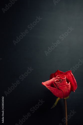 Fototapeta Naklejka Na Ścianę i Meble -  dry red rose on black background