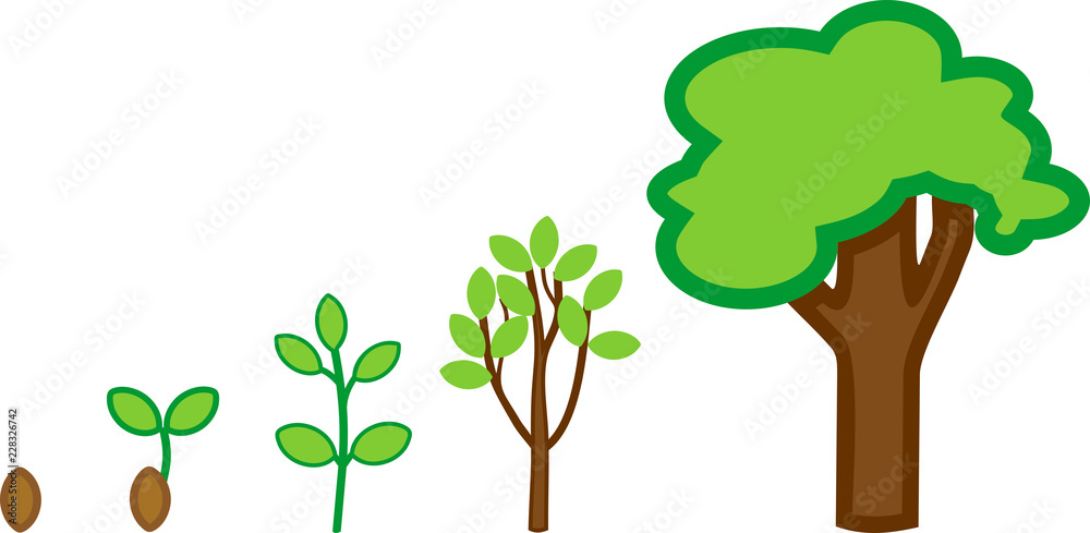Plant growth stage from seed to adult tree with green crown Stock ...