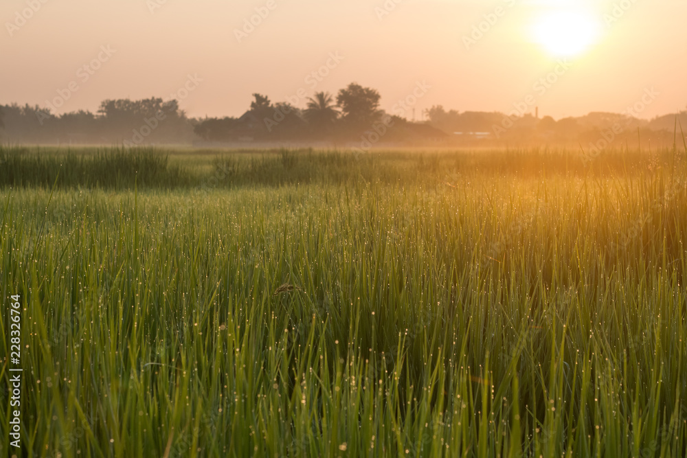 rice field in morning and sunrise background