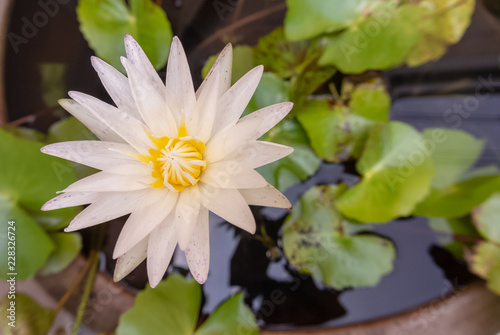 white water lily in a pond