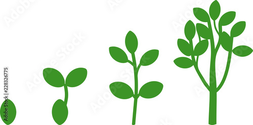 Plant growth stage from seed to adult tree