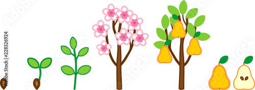 Life cycle of pear tree. Plant growth stage from seed to tree with fruits