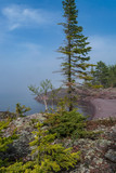 Conifer and rock shoreline