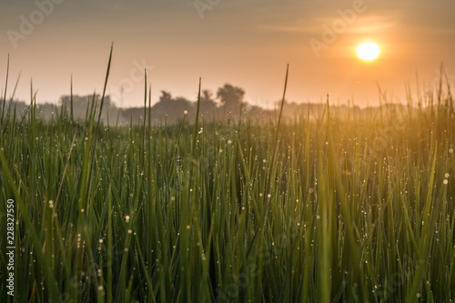 rice field in morning and sunrise background