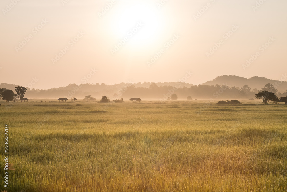 rice field in morning and sunrise background rice field in morning and sunrise background