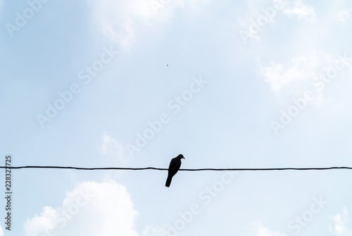 birds on a wire © ckDome