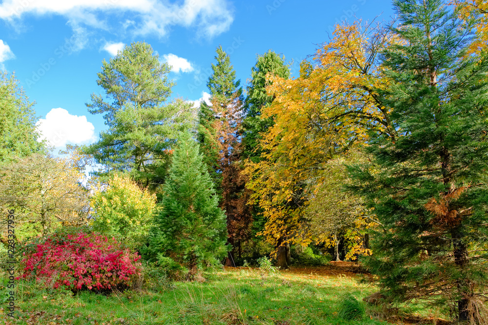 Naklejka premium Scottish Mature Trees & Bushes in Autumnal Colours.