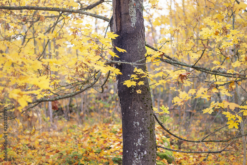 Autumn background. Colorful autumn leaves on a tree branch Autumn background. Colorful autumn leaves on a tree branch