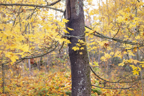 Autumn background. Colorful autumn leaves on a tree branch