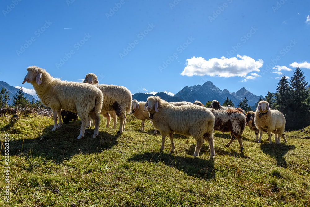 Fototapeta premium Schafe auf dem Kranzberg in Mittenwald, Bayern