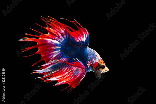 Bild auf Leinwand The moving moment beautiful of siamese betta fish or splendens fighting fish or crown tail in thailand on black background