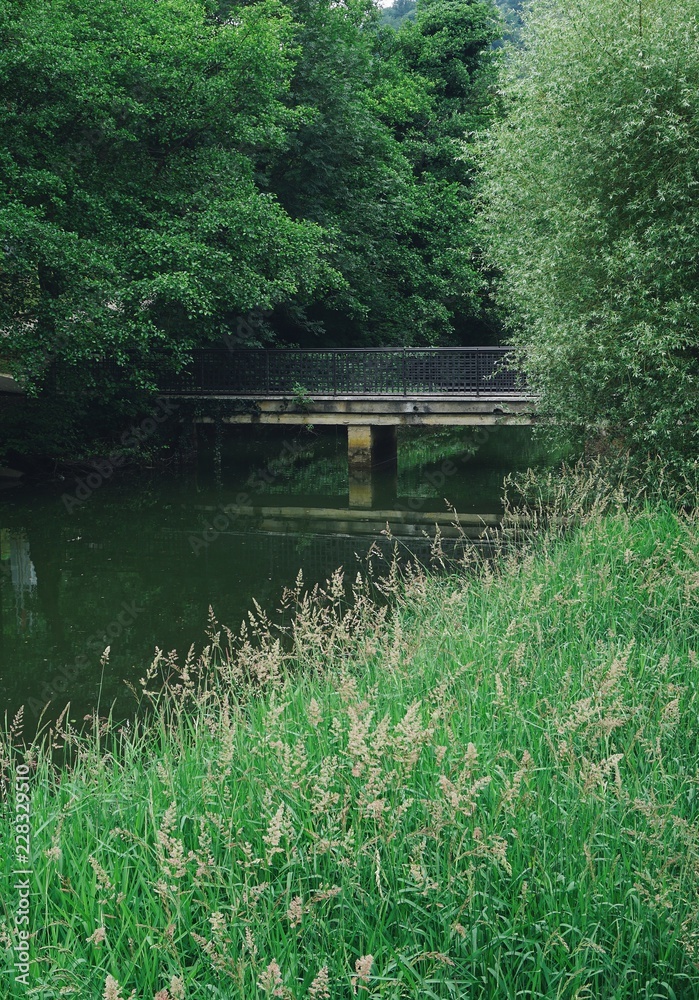 bridge in the river