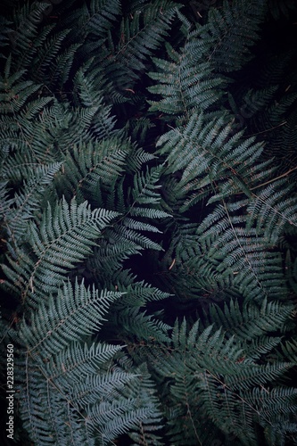dark and green ferns in the forest 