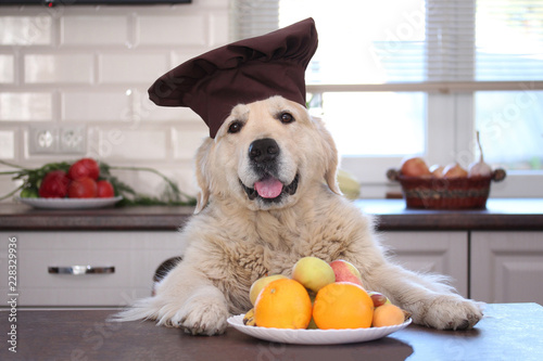 Golden retriver with fresh fruit plate with oranges, apples, bananas and grapes.
