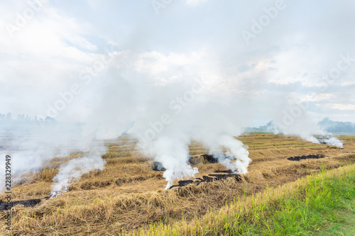Fire burning dry rice straw in the field