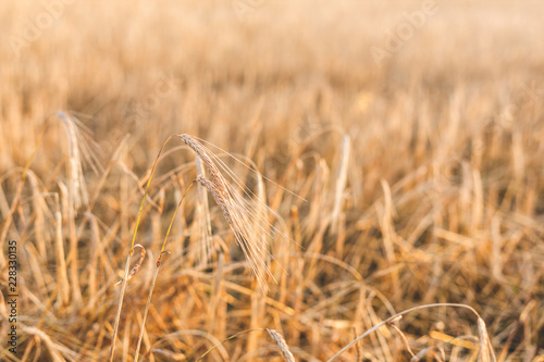 Image of Rye field at sunset. Ear of rye close-up