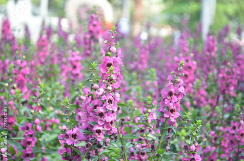 Flower in Garden