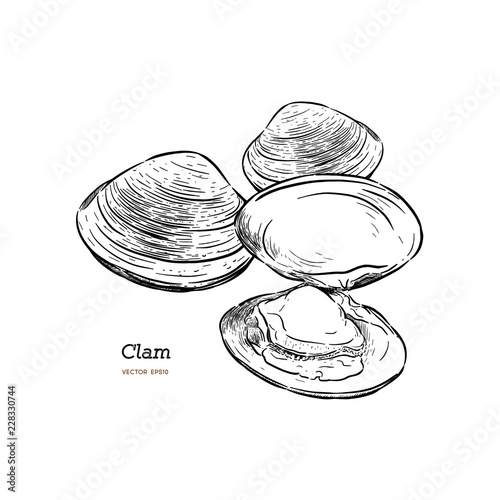 Fotótapéta Clams, mussels, seafood, sketch style vector