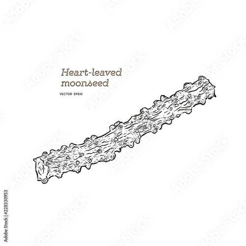 heart leaf moonseed herb , Hand draw vector. photo