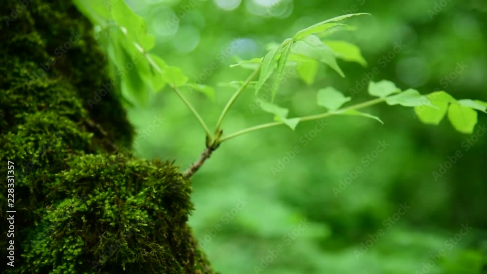 Close-up of thick green moss in the forest on a thick tree trunk. Saturated green. Low key Close-up of thick green moss in the forest on a thick tree trunk. Saturated green. Low key