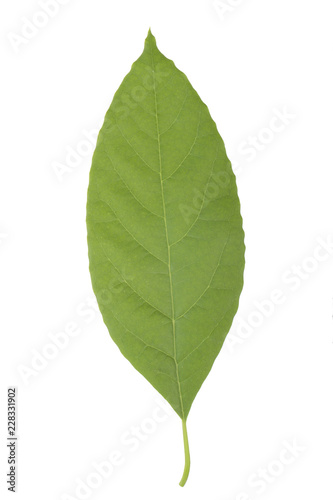 fresh green leaf of avocado isolated on white background