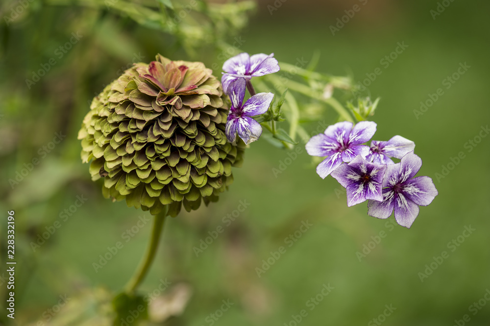 Zinnia and Flox Zinnia and Flox