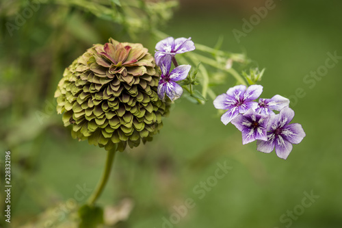 Zinnia and Flox