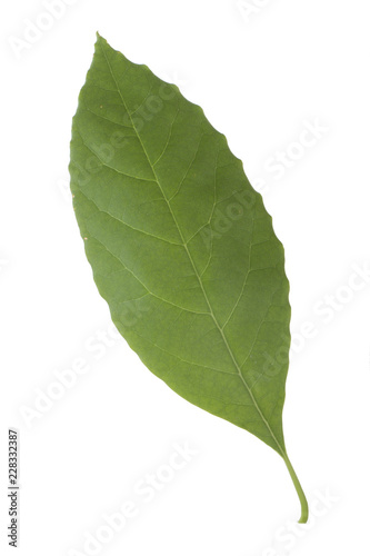 fresh green leaf of avocado isolated on white background