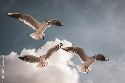 Flying seagulls in the sky with clouds