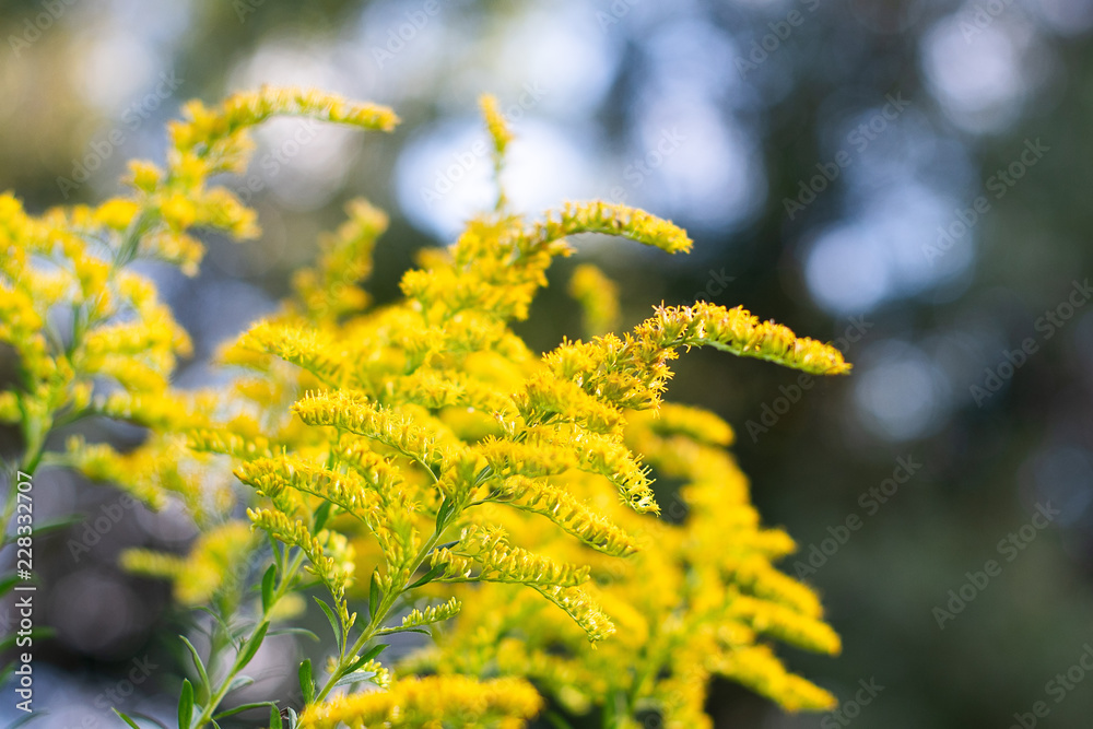 Yellow goldenrod stalks on a textured background with soft light in the woods ~GOLD RUSH~ Yellow goldenrod stalks on a textured background with soft light in the woods ~GOLD RUSH~