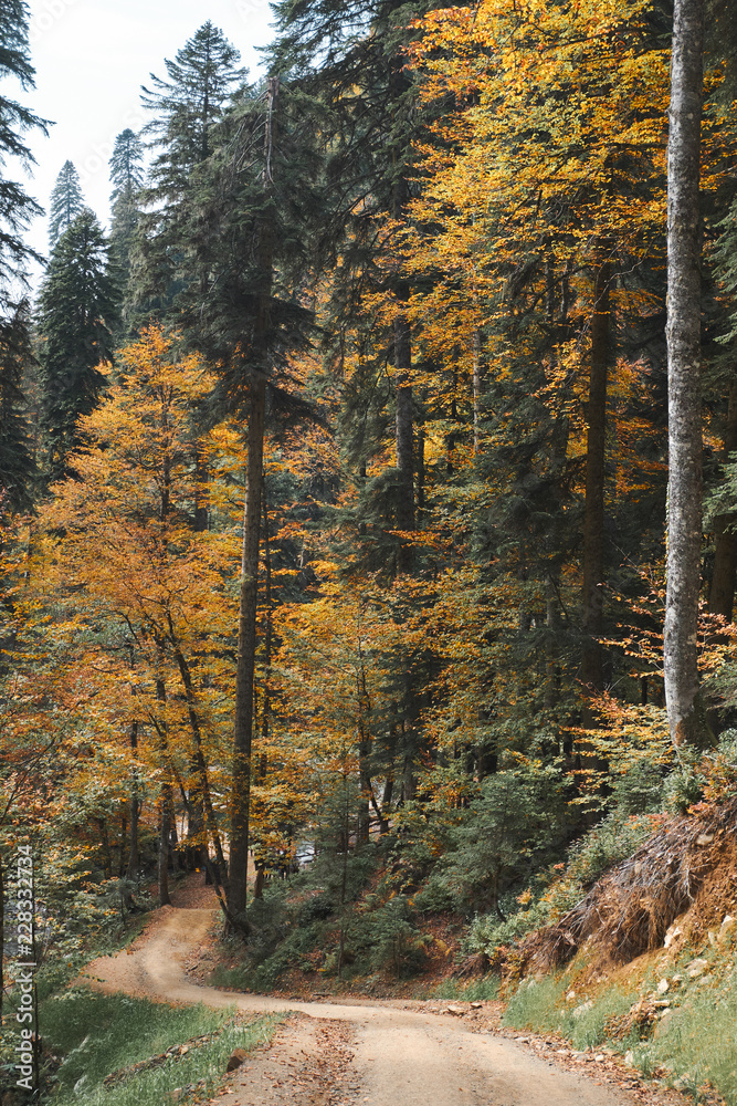 Obraz premium Beautiful autumn forest landscape with country road. Orange, yellow and green foliage trees and pines