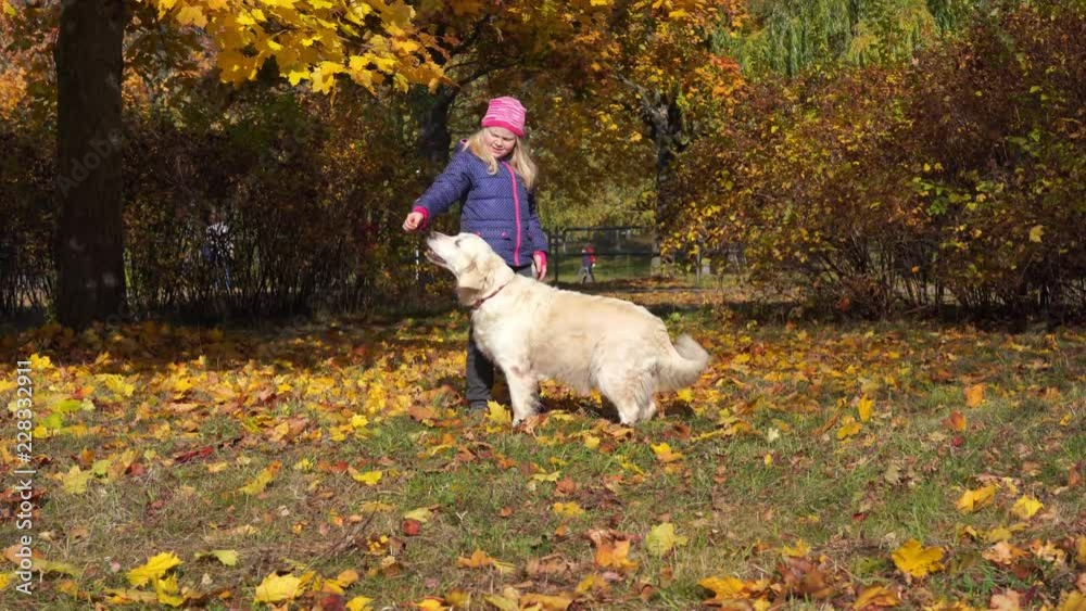happy little girl of european appearance is having fun playing in the autumn park with a big beautiful dog happy little girl of european appearance is having fun playing in the autumn park with a big beautiful dog