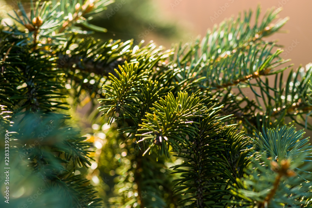 Green tree close-up. Forest. A park. Pine Green tree close-up. Forest. A park. Pine