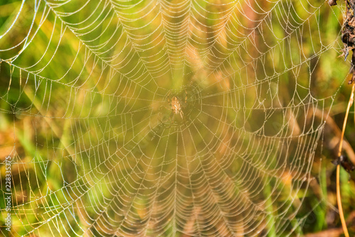 Garden spider or Argiope aurantia in its net