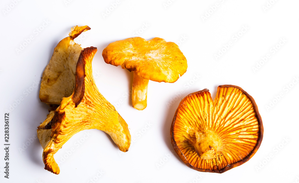Raw Golden chanterelle mushroom isolated Raw Golden chanterelle mushroom isolated