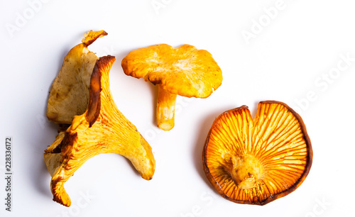 Raw Golden chanterelle mushroom isolated