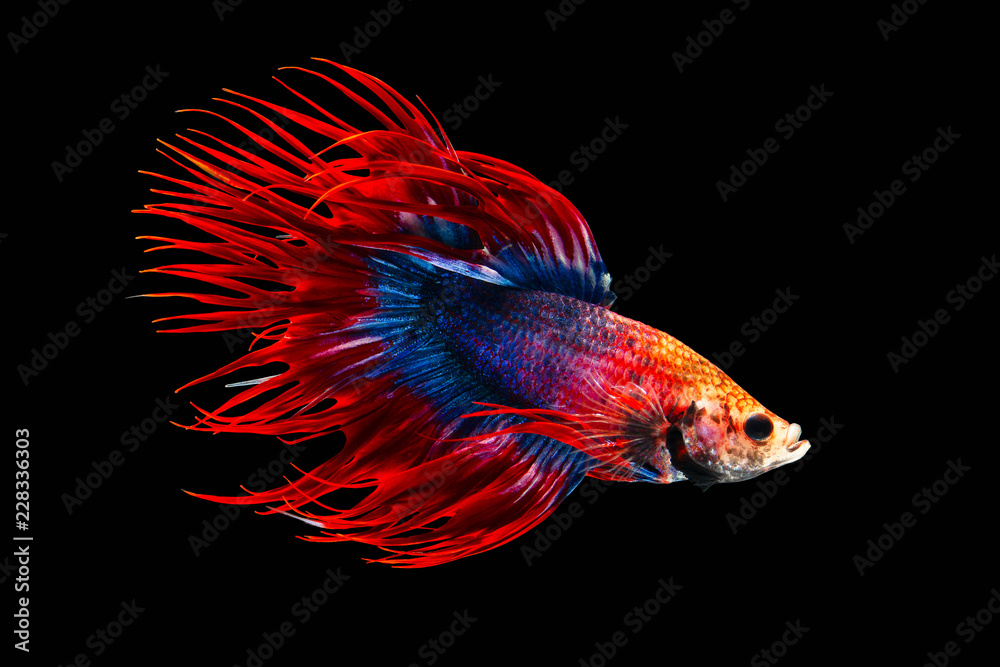 Fototapeta premium The moving moment beautiful of siamese betta fish or splendens fighting fish or crown tail in thailand on black background. Thailand called Pla-kad or biting fish.