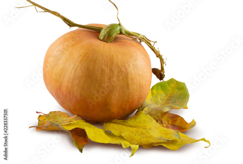 The pumpkin is isolated on a white background