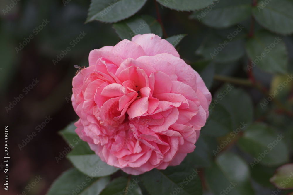 Obraz premium flower rose