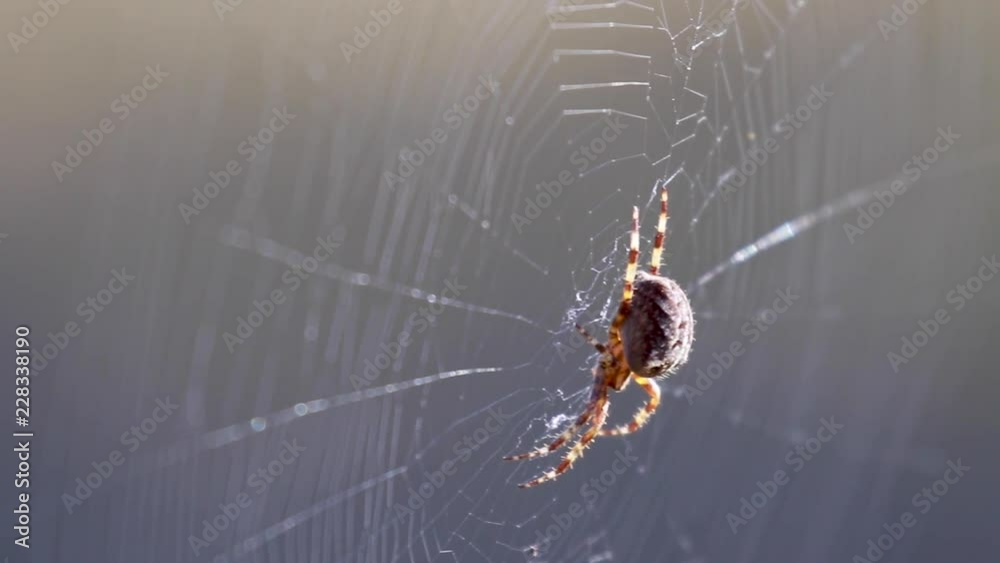 wood orb web spider on its web during a sunny day within  a pineforest during autumn.