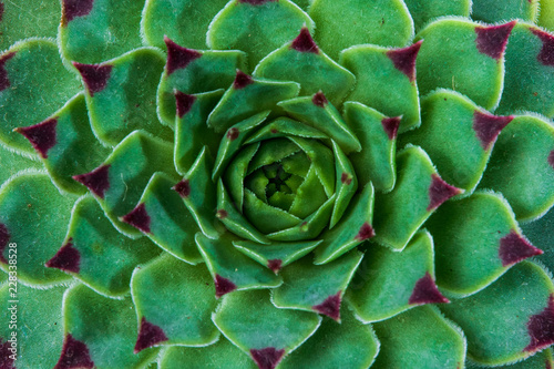 Succulent plant Echeveria (Sempervivum Calcareum) symmetry  background